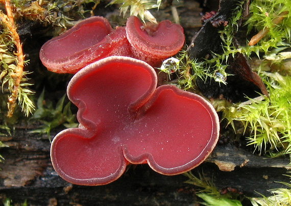 vrtidlovka mäsitá Ascocoryne sarcoides (Jacq.) J.W. Groves & D.E. Wilson