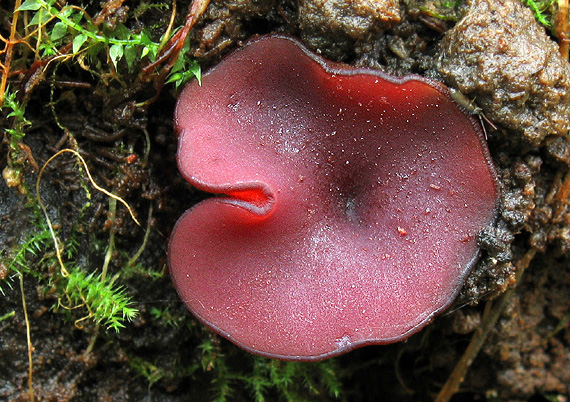 vrtidlovka mäsitá Ascocoryne sarcoides (Jacq.) J.W. Groves & D.E. Wilson