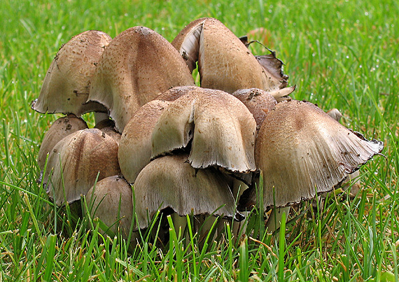 hnojník atramentový Coprinopsis atramentaria (Bull.) Redhead, Vilgalys & Moncalvo