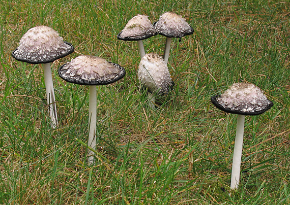 hnojník obyčajný Coprinus comatus (O.F. Müll.) Pers.