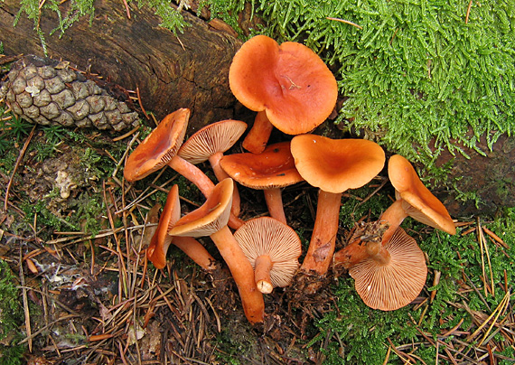 rýdzik.... Lactarius sp.