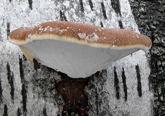 brezovník obyčajný Fomitopsis betulina (Bull.) B.K. Cui, M.L. Han & Y.C. Dai