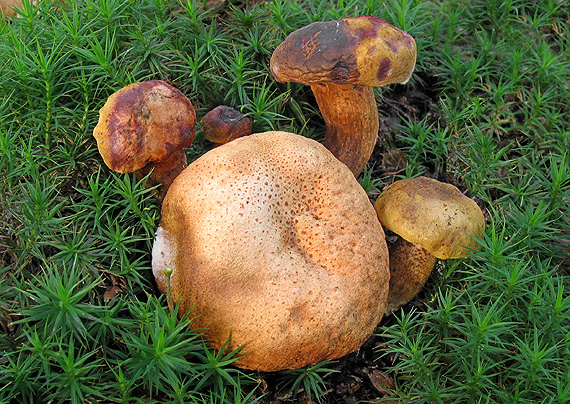 suchohríb cudzopasný Pseudoboletus parasiticus (Bull.) Šutara