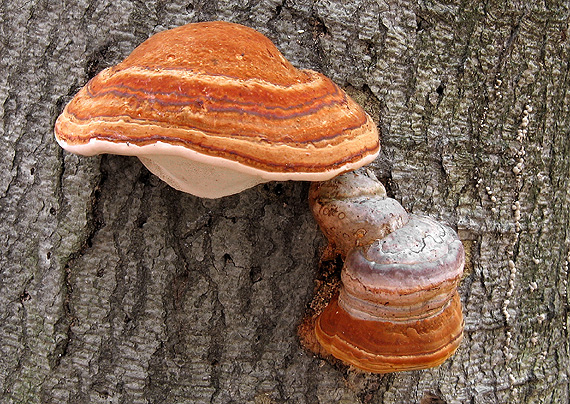 práchnovec kopytovitý Fomes fomentarius (L.) J.J. Kickx