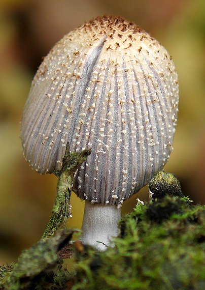 hnojník blanitý Coprinellus xanthothrix (Romagn.) Vilgalys, Hopple & Jacq. Johnson