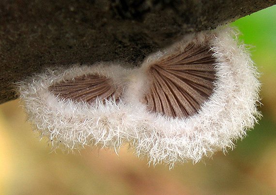 klanolupeňovka obyčajná Schizophyllum commune Fr.