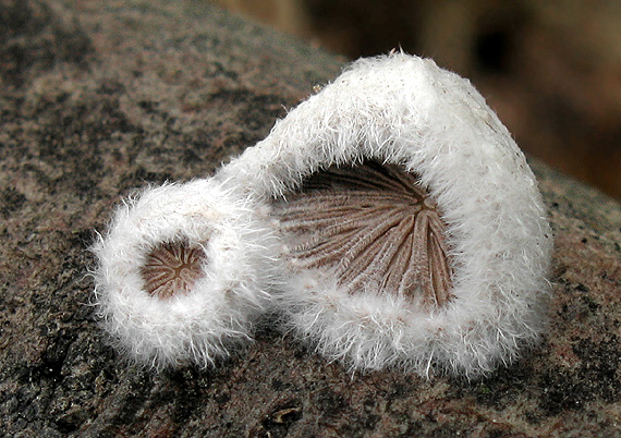 klanolupeňovka obyčajná Schizophyllum commune Fr.