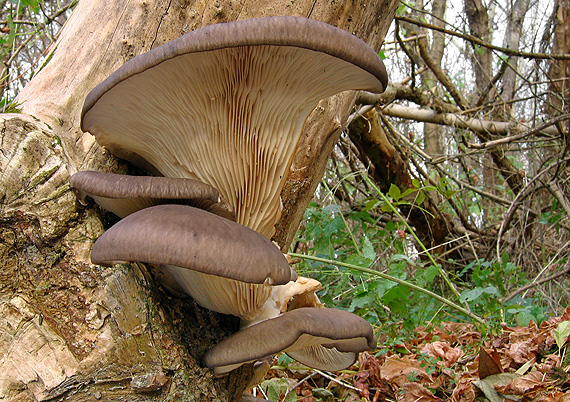 hliva ustricovitá Pleurotus ostreatus (Jacq.) P. Kumm.