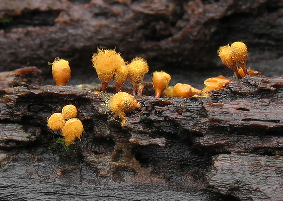 vlasovníčka kyjačikovitá Hemitrichia clavata (Pers.) Rostaf.