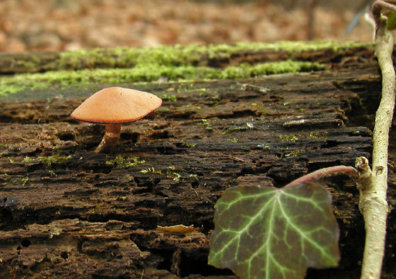 kapucňovka okrovohnedastá Galerina marginata (Batsch) Kühner