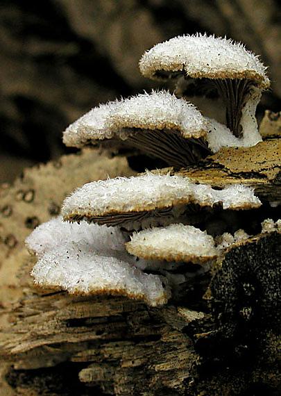 klanolupeňovka obyčajná Schizophyllum commune Fr.