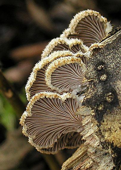 klanolupeňovka obyčajná Schizophyllum commune Fr.