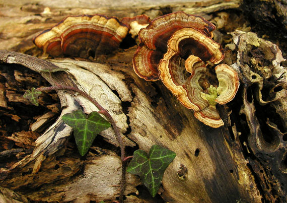 trúdnikovec pestrý Trametes versicolor (L.) Lloyd