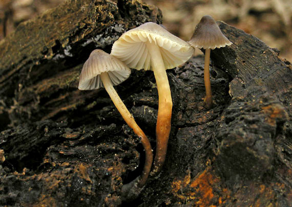 prilbička naklonená Mycena inclinata (Fr.) Quél.