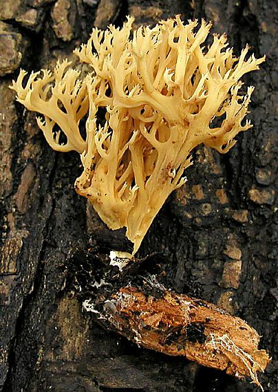 strapačka Ramaria eumorpha (P. Karst.) Corner