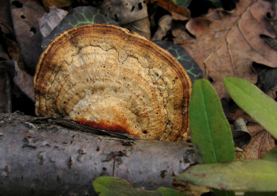 sieťkovček červenkastý Daedaleopsis confragosa (Bolton) J. Schröt.