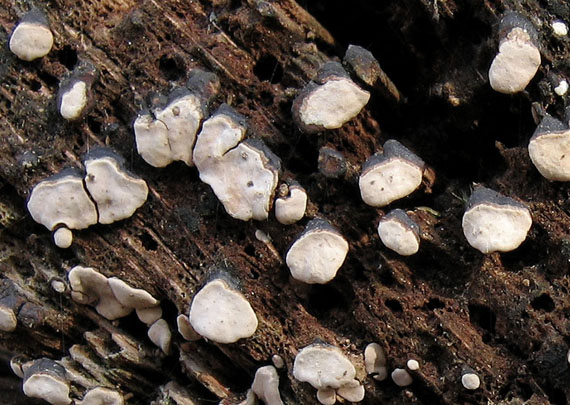 rozpukanec obyčajný Xylobolus frustulatus (Pers.) Boidin