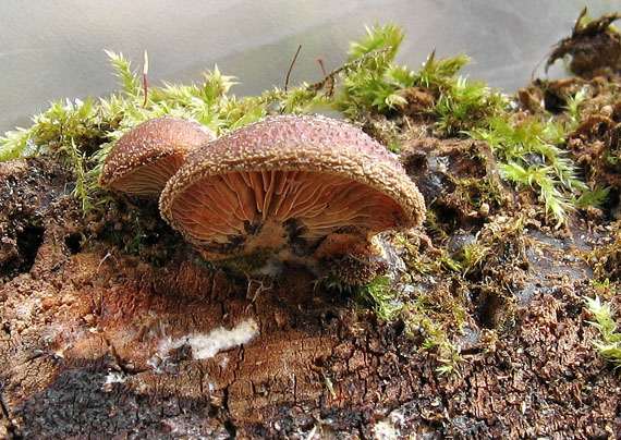 lastúrka plstnatá Hohenbuehelia mastrucata (Fr.) Singer