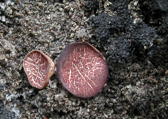 vrtidlovka mäsitá Ascocoryne sarcoides (Jacq.) J.W. Groves & D.E. Wilson