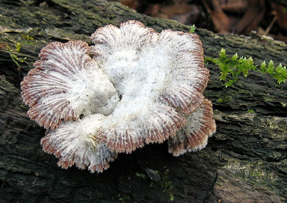 klanolupeňovka obyčajná Schizophyllum commune Fr.