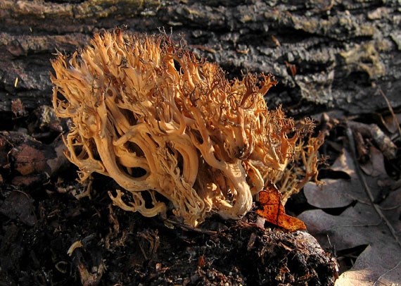 strapačka Ramaria eumorpha (P. Karst.) Corner