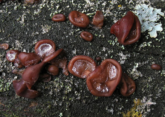 uchovec bazový Auricularia auricula-judae (Bull.) Quél.