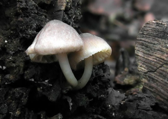 prilbička naklonená Mycena inclinata (Fr.) Quél.