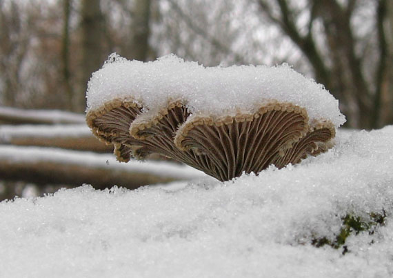 klanolupeňovka obyčajná Schizophyllum commune Fr.