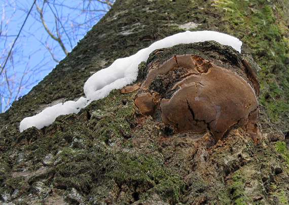 ohňovec obyčajný Phellinus igniarius (L.) Quél.