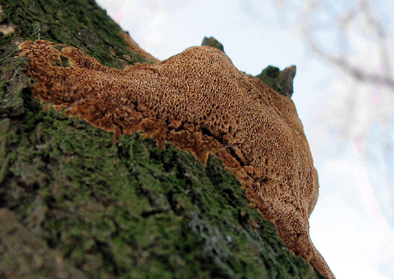 ohňovec obyčajný Phellinus igniarius (L.) Quél.