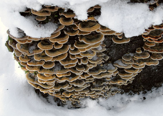 trúdnikovec pestrý Trametes versicolor (L.) Lloyd