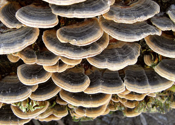 trúdnikovec pestrý Trametes versicolor (L.) Lloyd