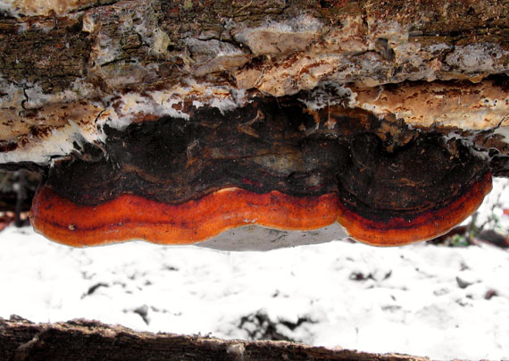 práchnovček pásikavý Fomitopsis pinicola (Sw.) P. Karst.