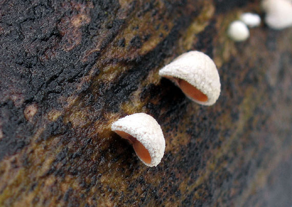 škľabka plstnatá Schizophyllum amplum (Lév.) Nakasone