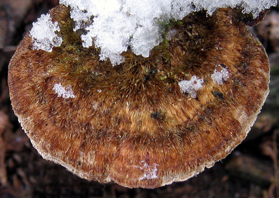 trúdnikovec chlpatý Trametes hirsuta (Wulfen) Lloyd