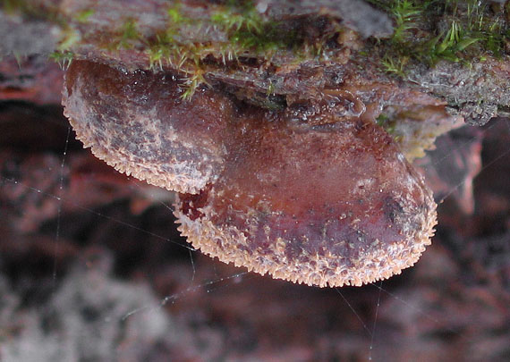 lastúrka plstnatá Hohenbuehelia mastrucata (Fr.) Singer