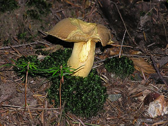 masliak strakatý Suillus variegatus (Sw.) Kuntze