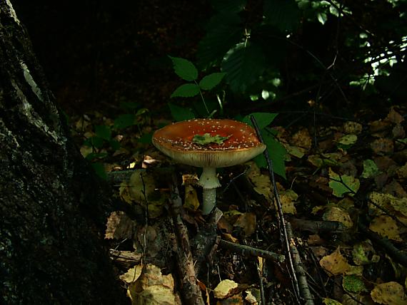 muchotrávka červená Amanita muscaria (L.) Lam.