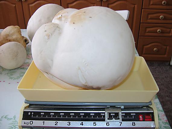 vatovec obrovský Calvatia gigantea (Batsch) Lloyd