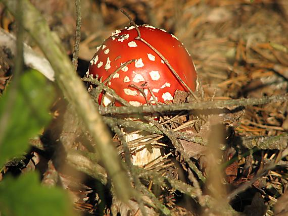 muchotrávka červená Amanita muscaria (L.) Lam.