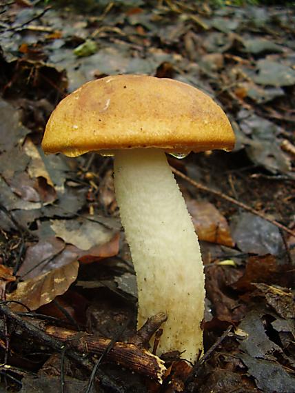 kozák Leccinum sp.