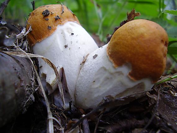 kozák osikový Leccinum albostipitatum den Bakker & Noordel.