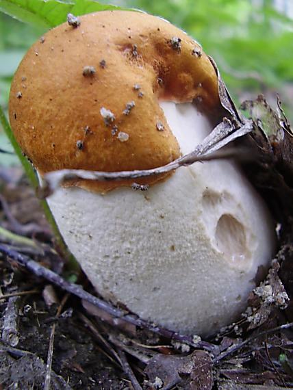 kozák Leccinum sp.