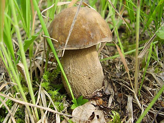 hríb dubový Boletus reticulatus Schaeff.