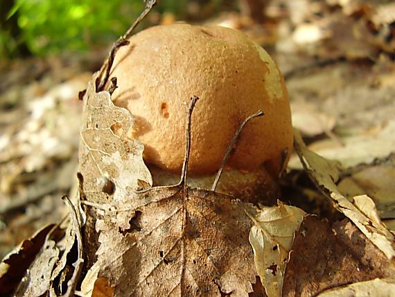 kozák - vykukujúci.