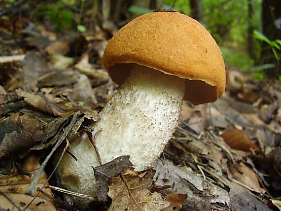 kozák dubový Leccinum aurantiacum (Bull.) Gray