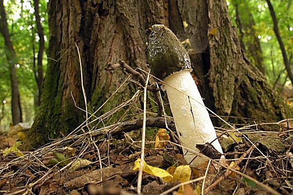 hadovka smradľavá Phallus impudicus L.