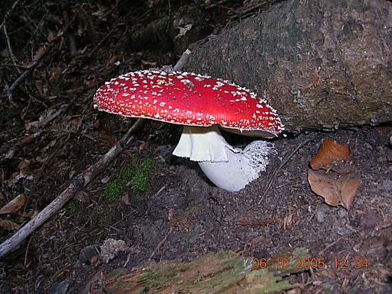 muchotrávka červená Amanita muscaria (L.) Lam.