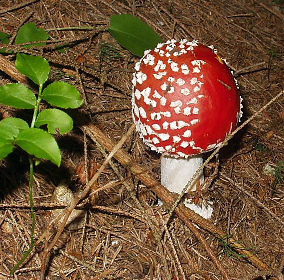 muchotrávka červená Amanita muscaria (L.) Lam.