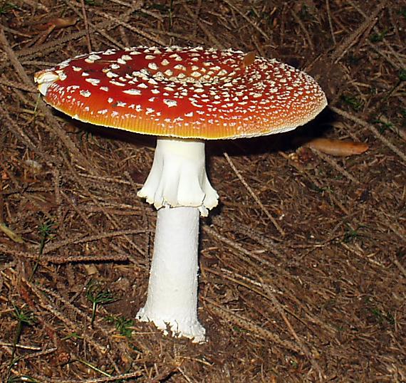 muchotrávka červená Amanita muscaria (L.) Lam.